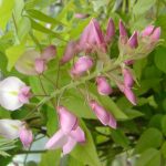 Wisteria brachybotrys 'Showa Beni'