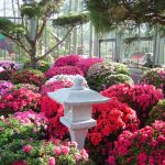 Rhododendron obt. i.S.