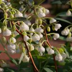 Zenobia pulverulenta 'Blue Sky'