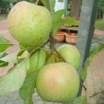 Apfel 'Zuccalmaglio Renette'