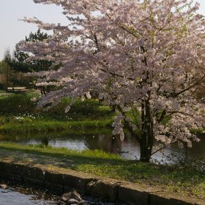 Prunus x yedoensis