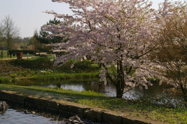 Prunus x yedoensis
