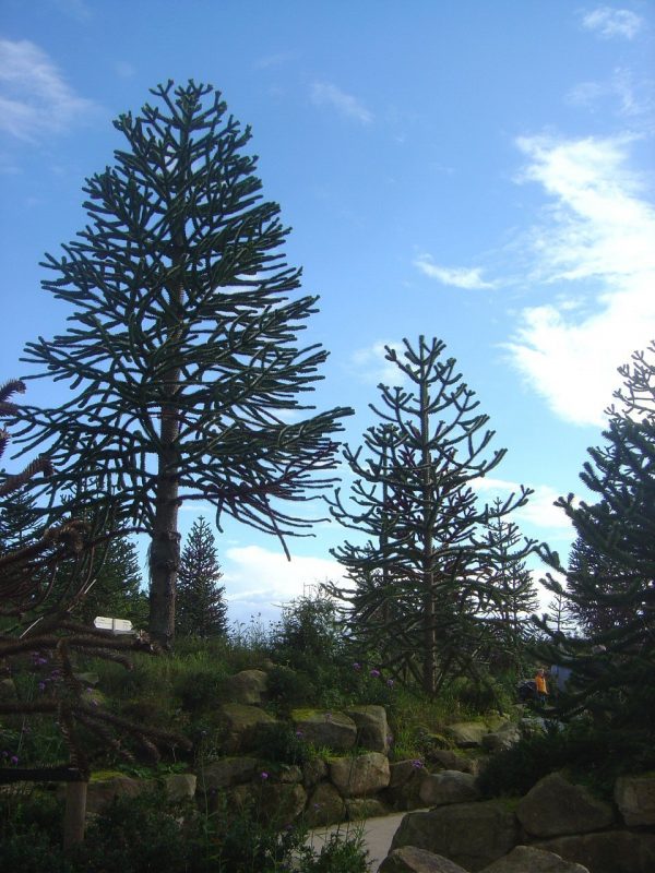 Araucaria araucana