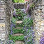 Campanula poscharskyana
