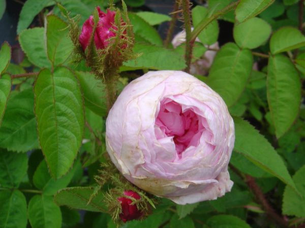 Rosa 'centifolia muscosa'