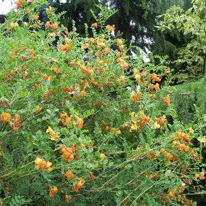 Colutea arborescens