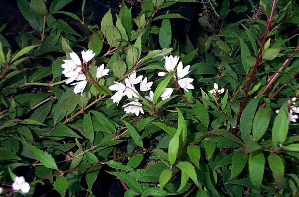 Deutzia crenata 'Nikko'