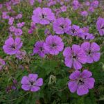 Geranium (wallichianum) 'Pink Penny' ®