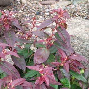 Leucothoe walteri "Lovita"