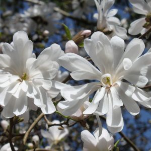 Magnolia stellata