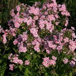 Phlox paniculata 'Peppermint Twist' ®