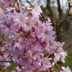 Prunus subhirtella "Fukubana"