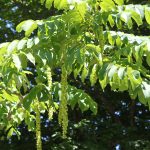 Pterocarya fraxinifolia