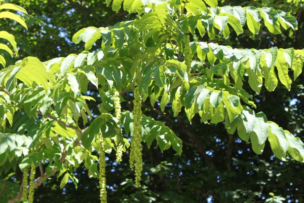 Pterocarya fraxinifolia