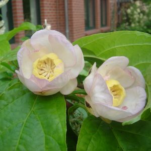 Sinocalycanthus chinensis