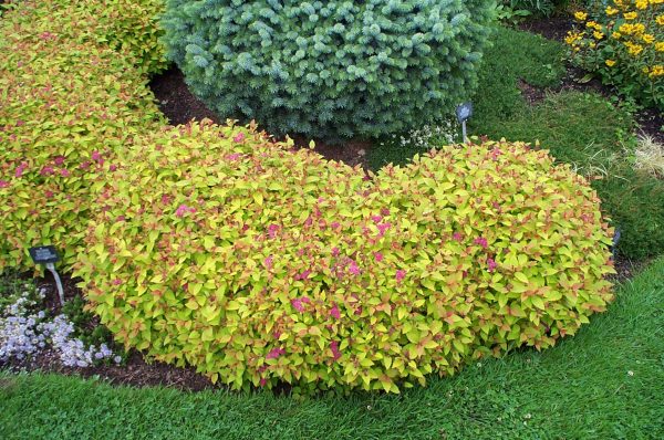 Spiraea bumalda "Goldflame"