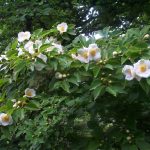 Stewartia sinensis