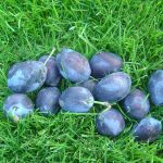 Zwetsche 'Bühler Frühzwetsche'