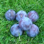 Zwetsche 'Borsumer Zwetsche'