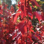 Acer rubrum 'Scanlon'