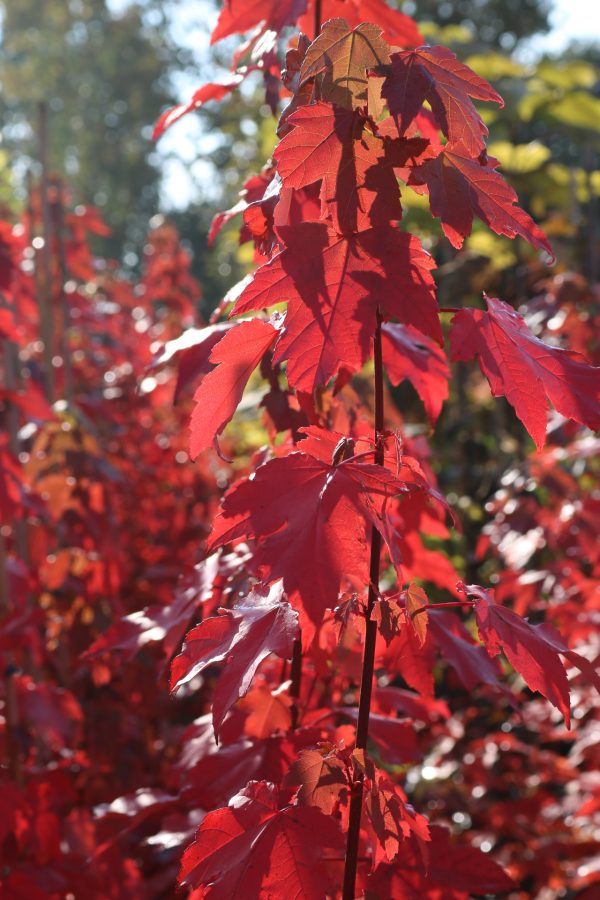 Acer rubrum 'Scanlon'