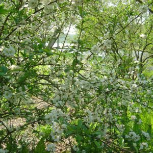 Chaenomeles Hybr. 'Nivalis'