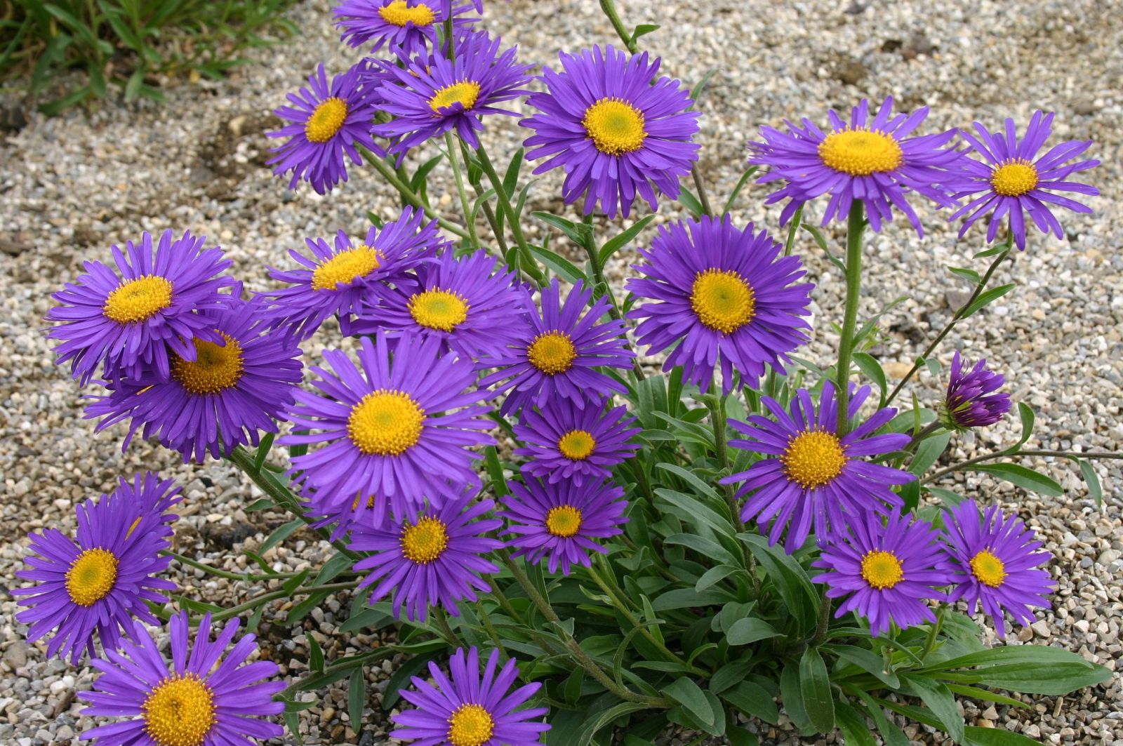 Aster alpinus 'Dunkle Schöne'