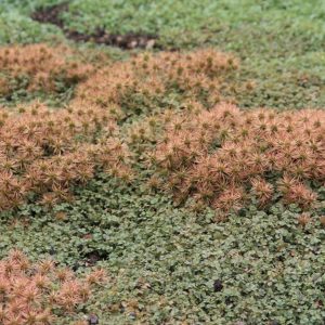 Acaena buchananii