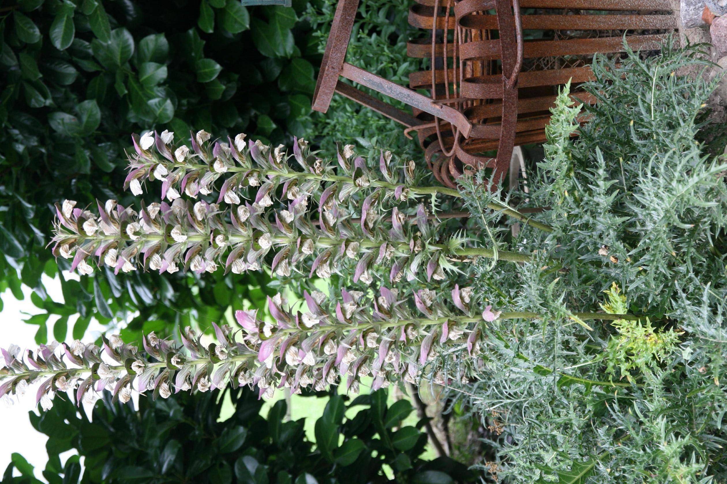 Acanthus spinosus
