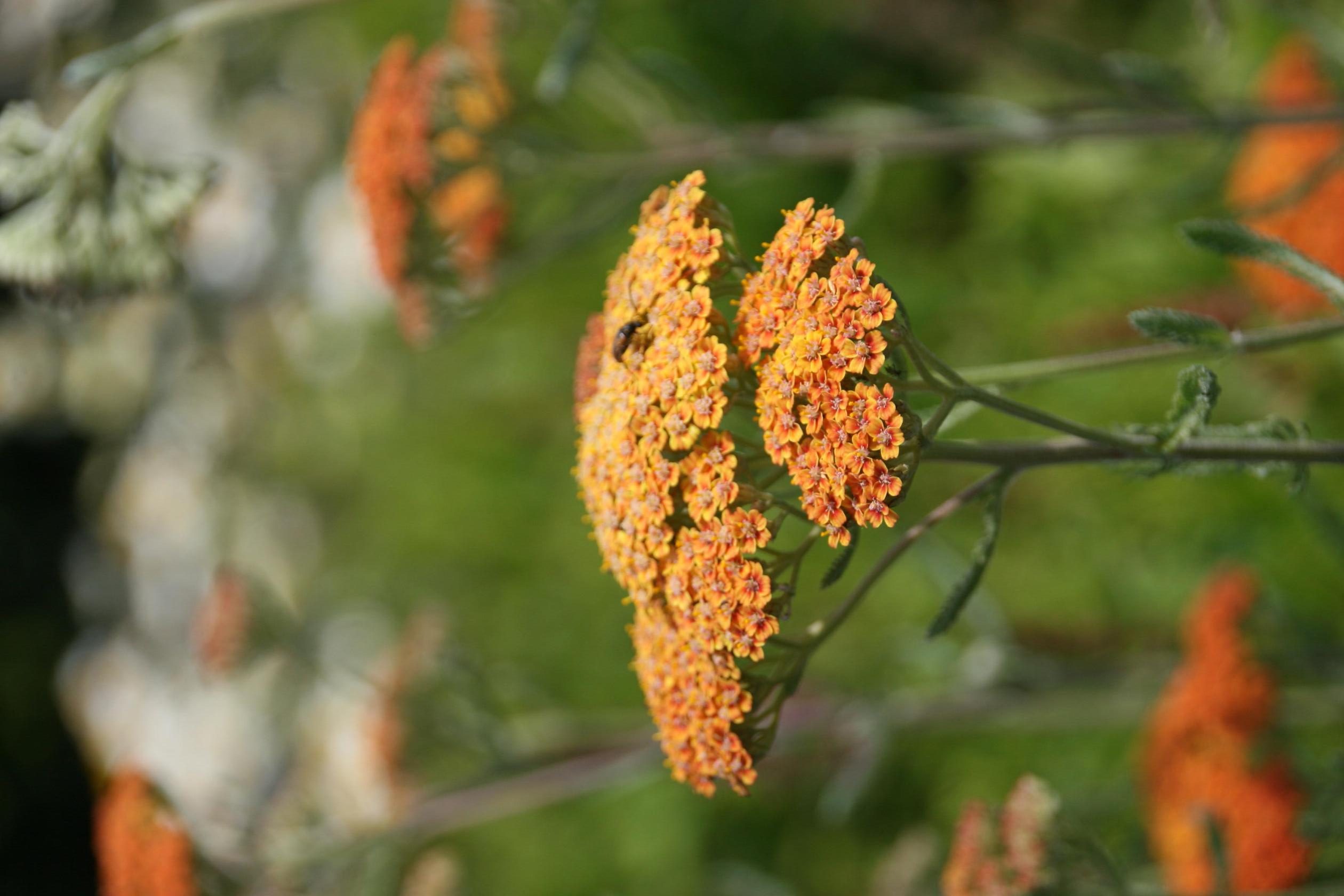 Achillea filipendulina 'Walter Funke'