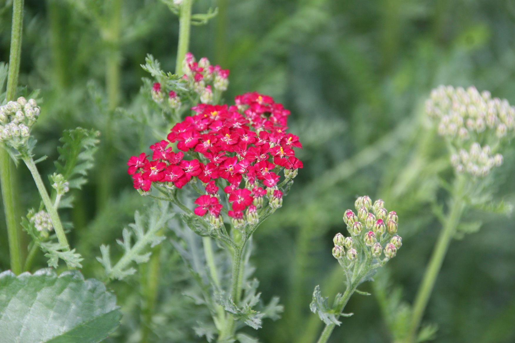 Achillea millefolium 'Paprika'