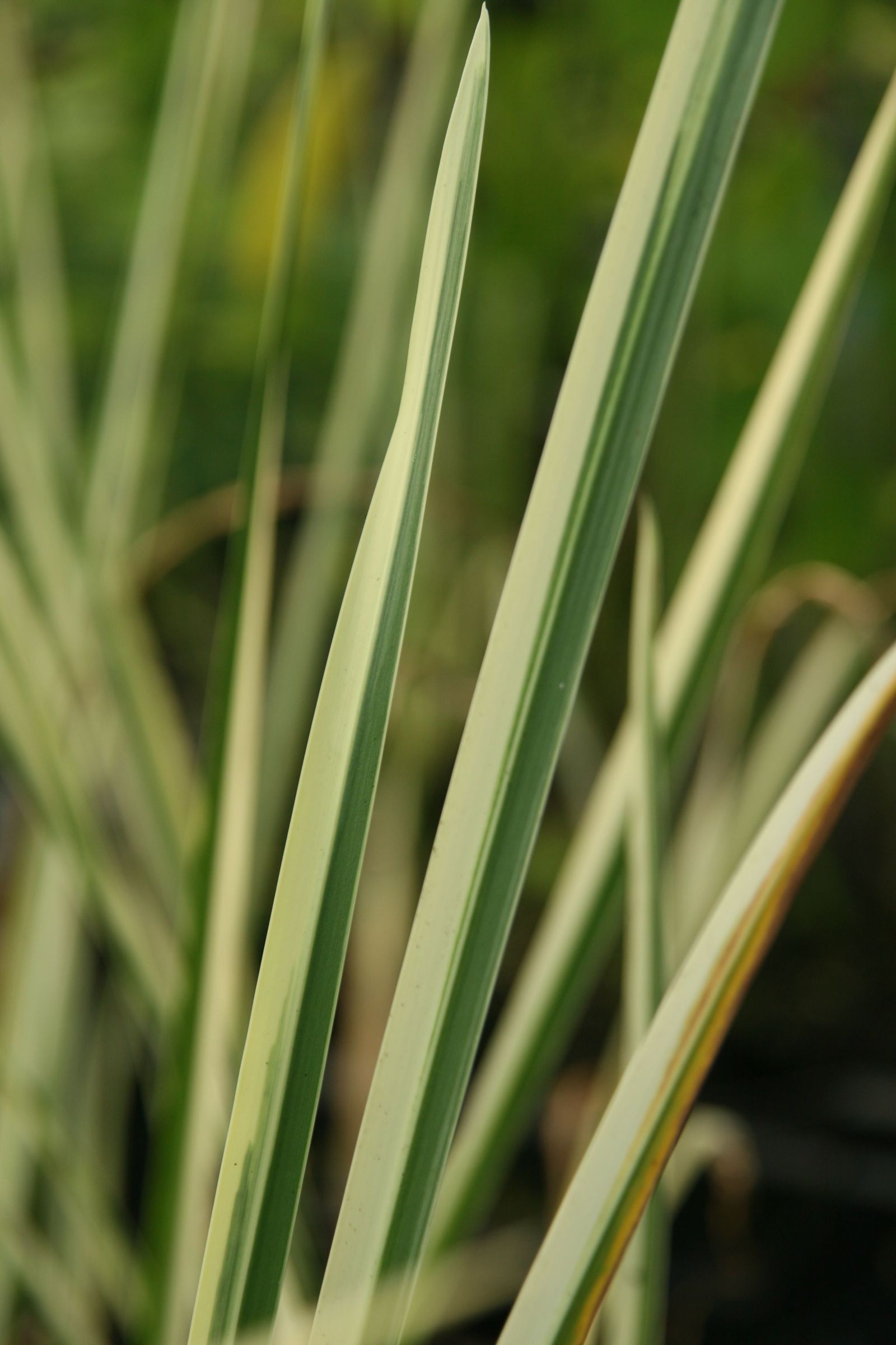 Acorus calamus 'Variegatus'