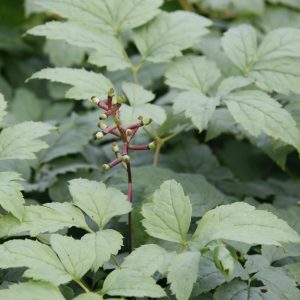 Actaea pachypoda 'Misty Blue'