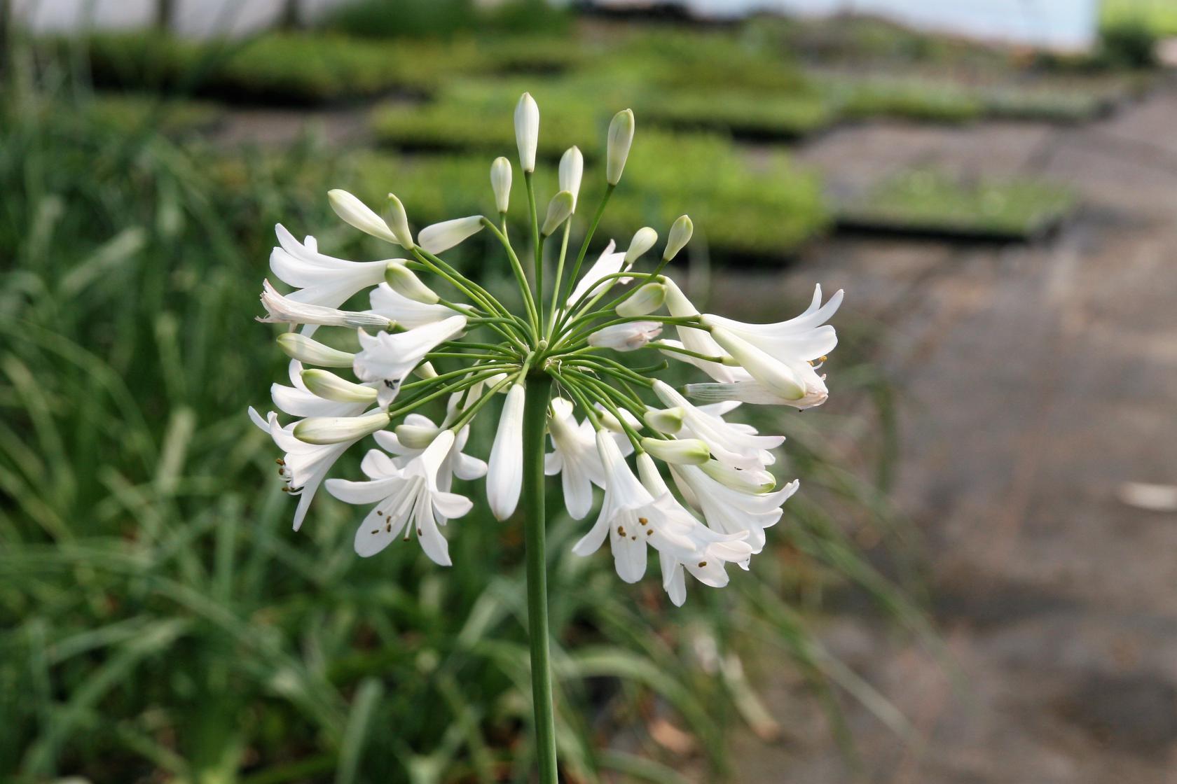 Agapanthus africanus 'Polar Ice'