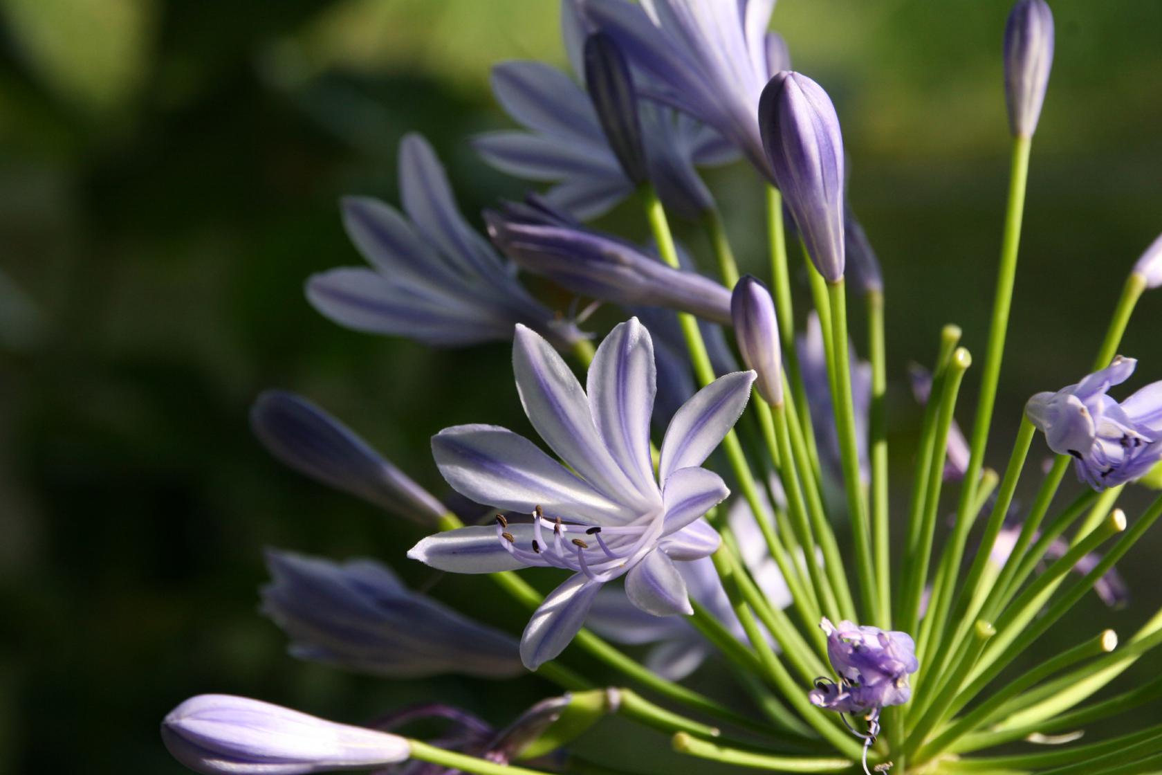Agapanthus africanus 'Blue Triumphator'