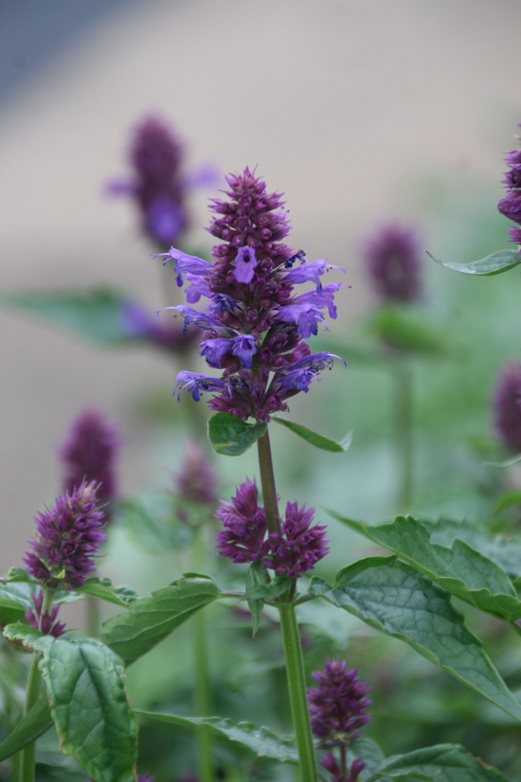 Agastache rugosa 'Blue Boa (S)