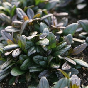 Ajuga reptans 'Chocolate Chip'
