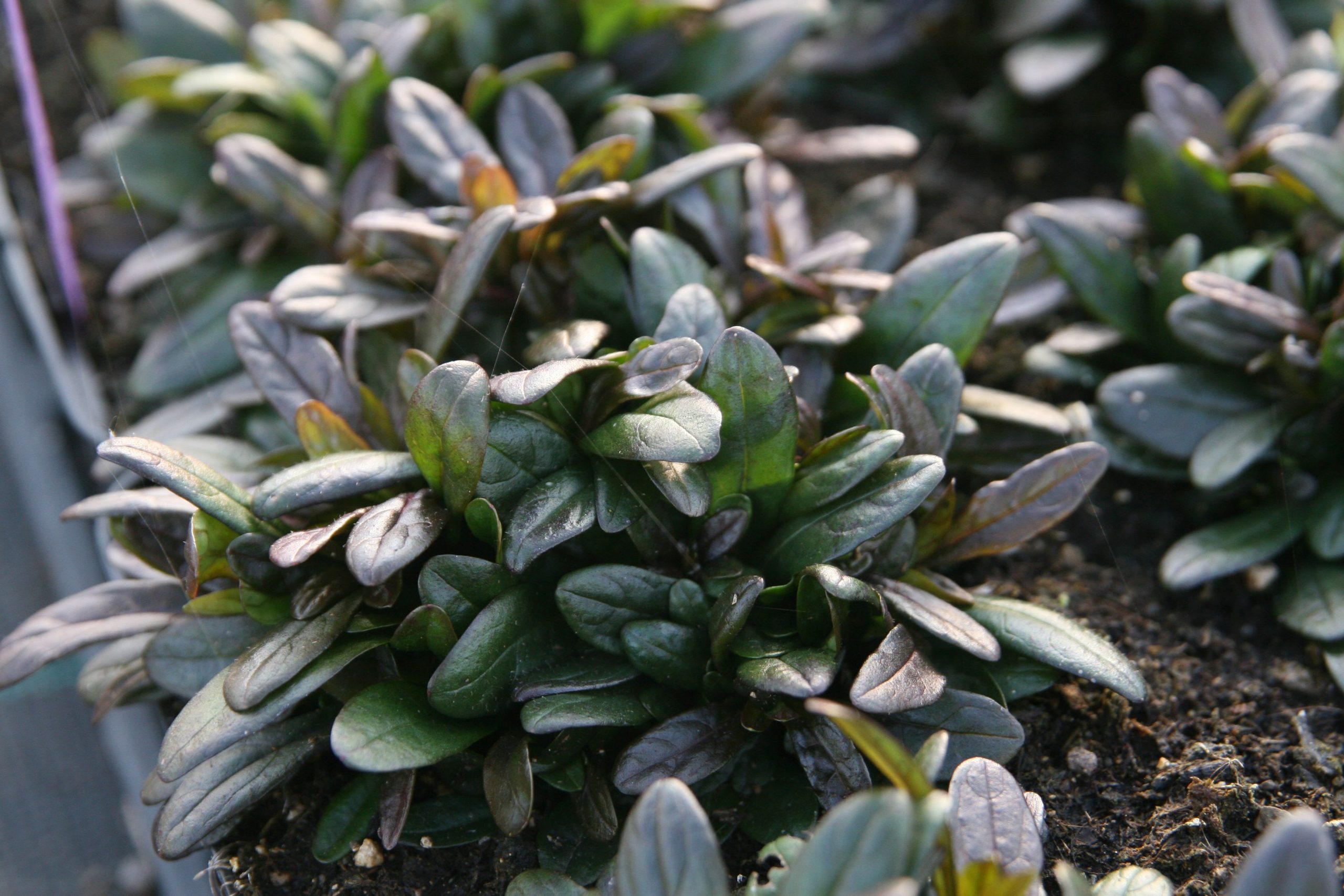 Ajuga reptans 'Chocolate Chip'