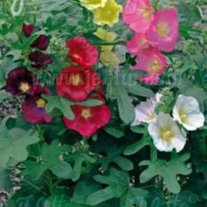 Alcea ficifolia