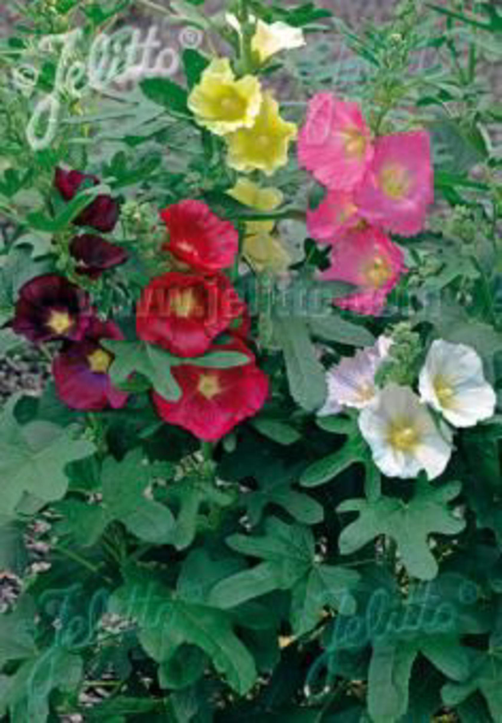 Alcea ficifolia