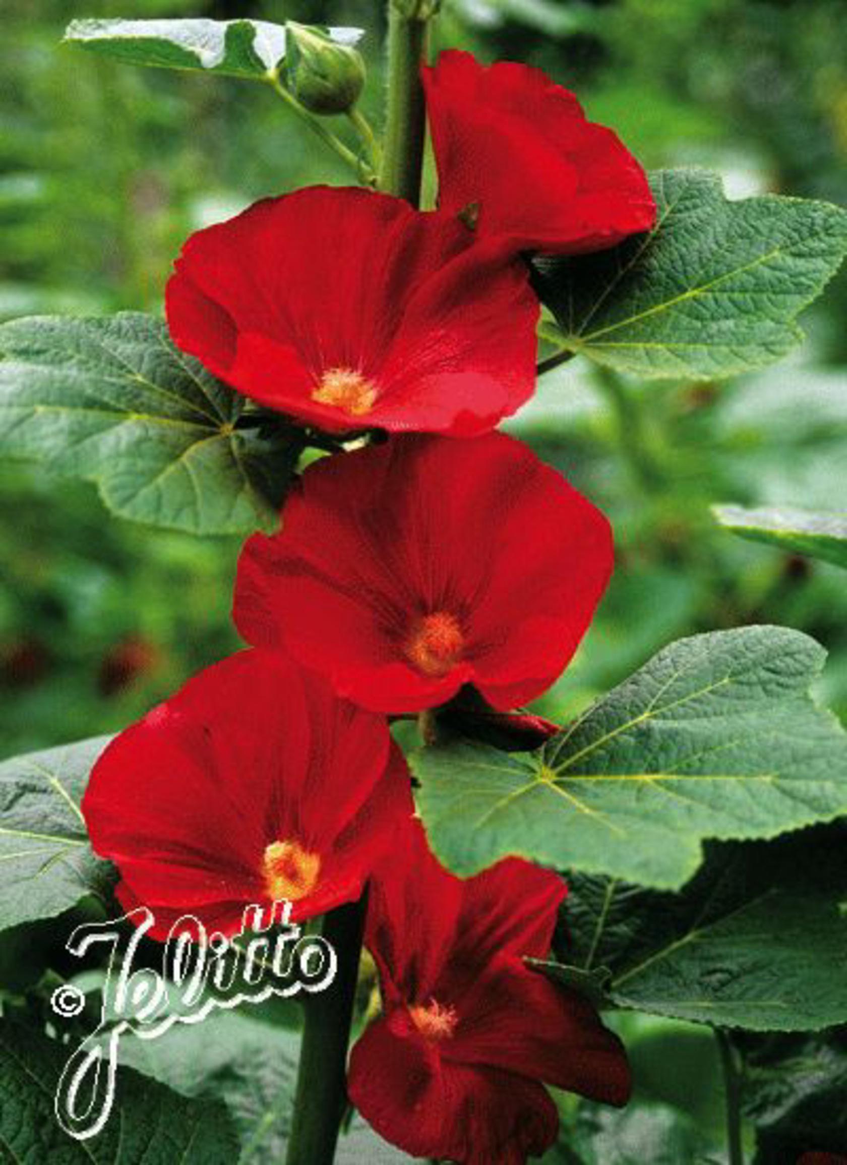 Alcea rosea Spotlight-Series 'Mars Magic'