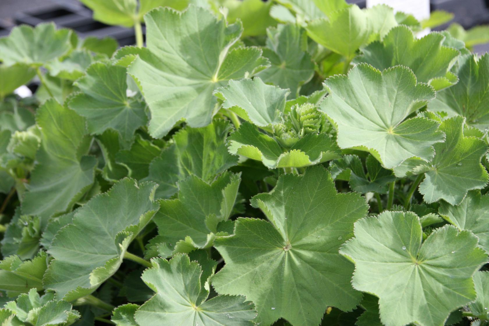 Alchemilla xanthochlora