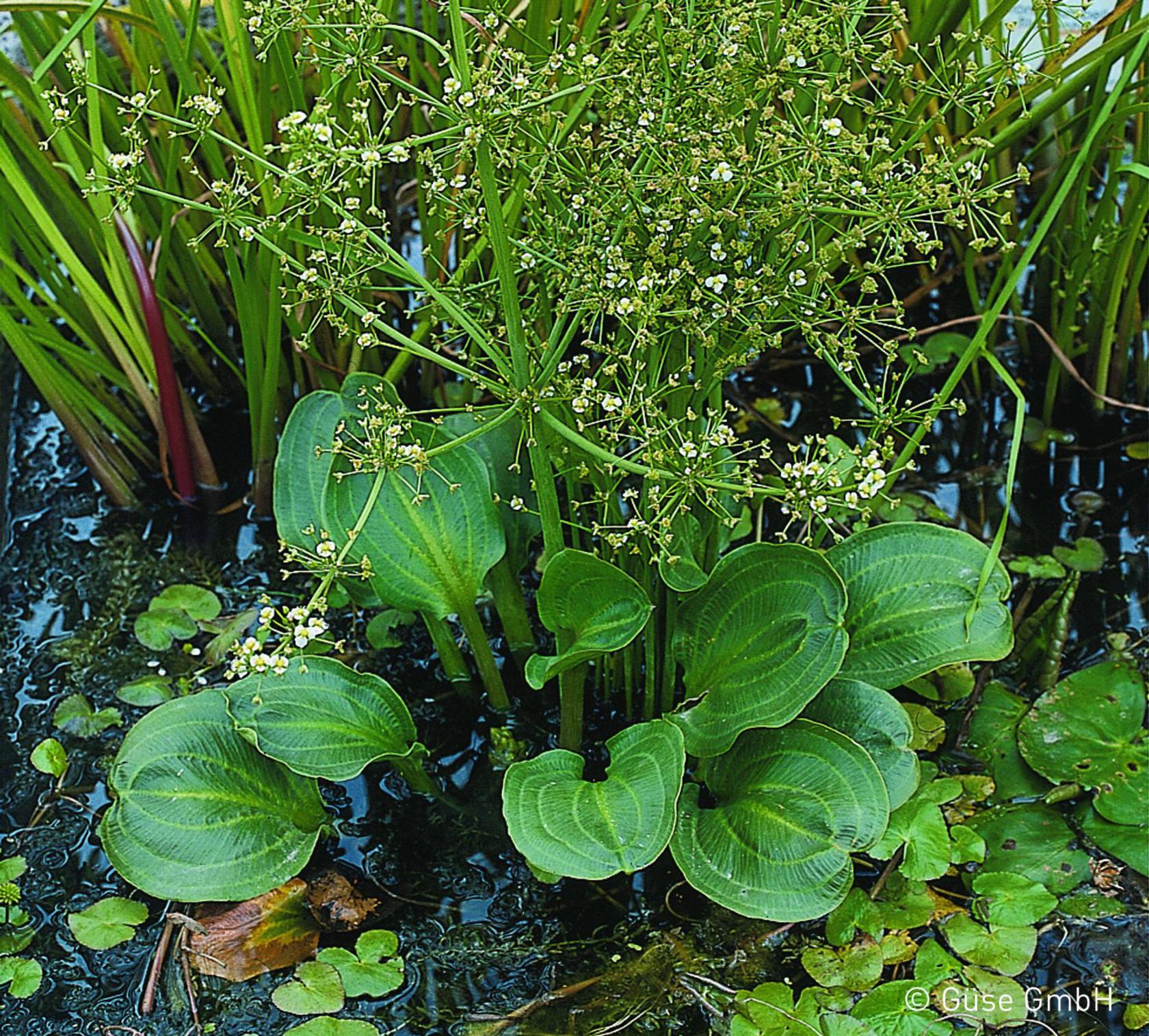 Alisma parviflora