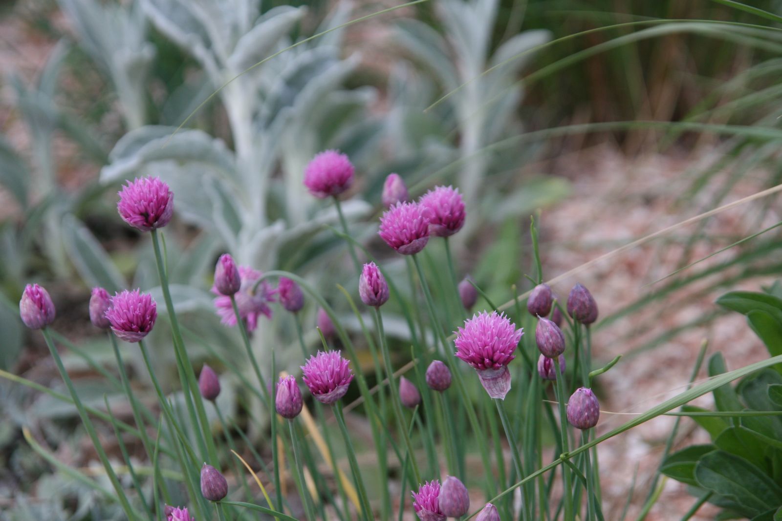 Allium schoenoprasum 'Forescate'