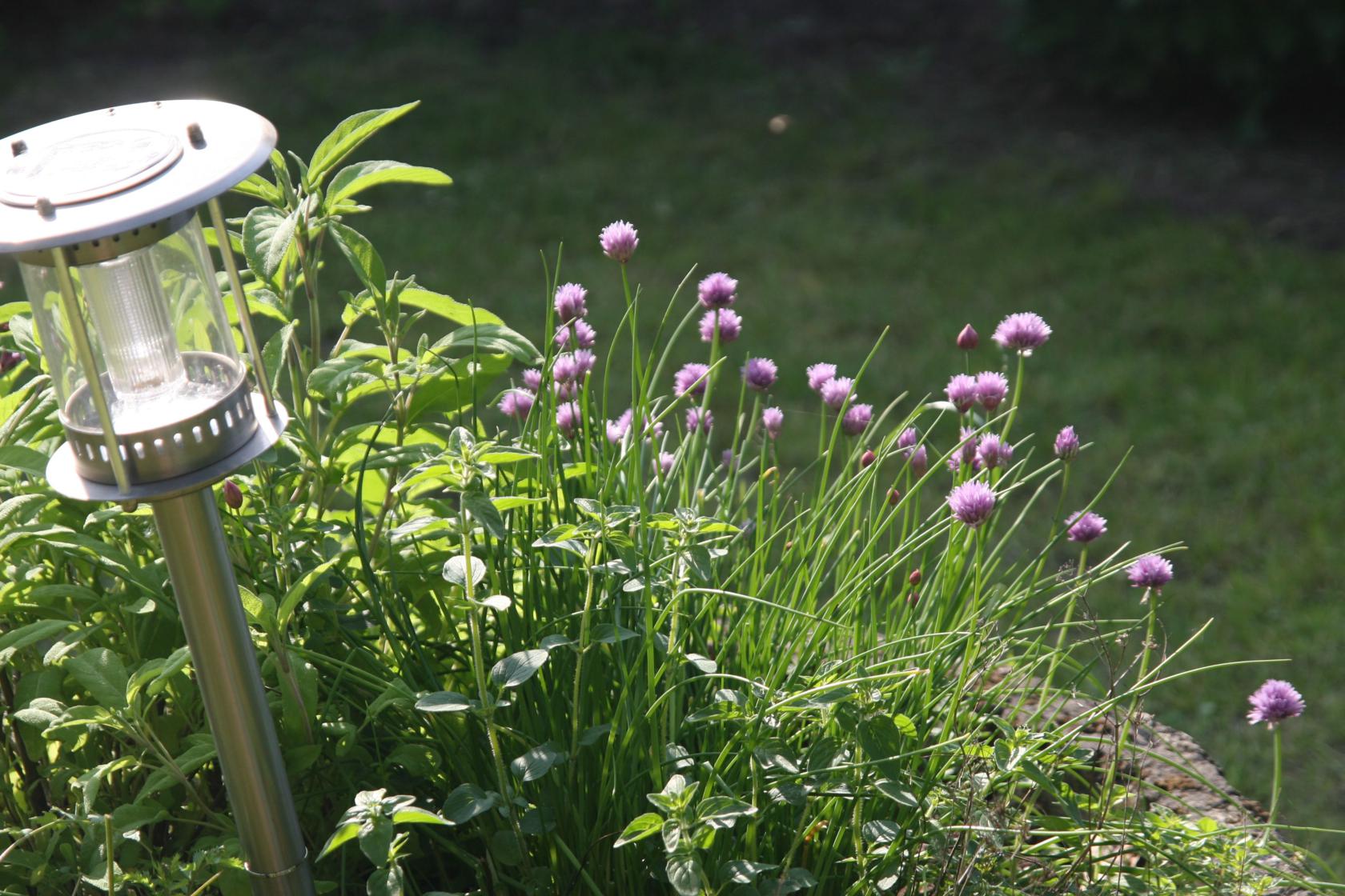 Allium schoenoprasum