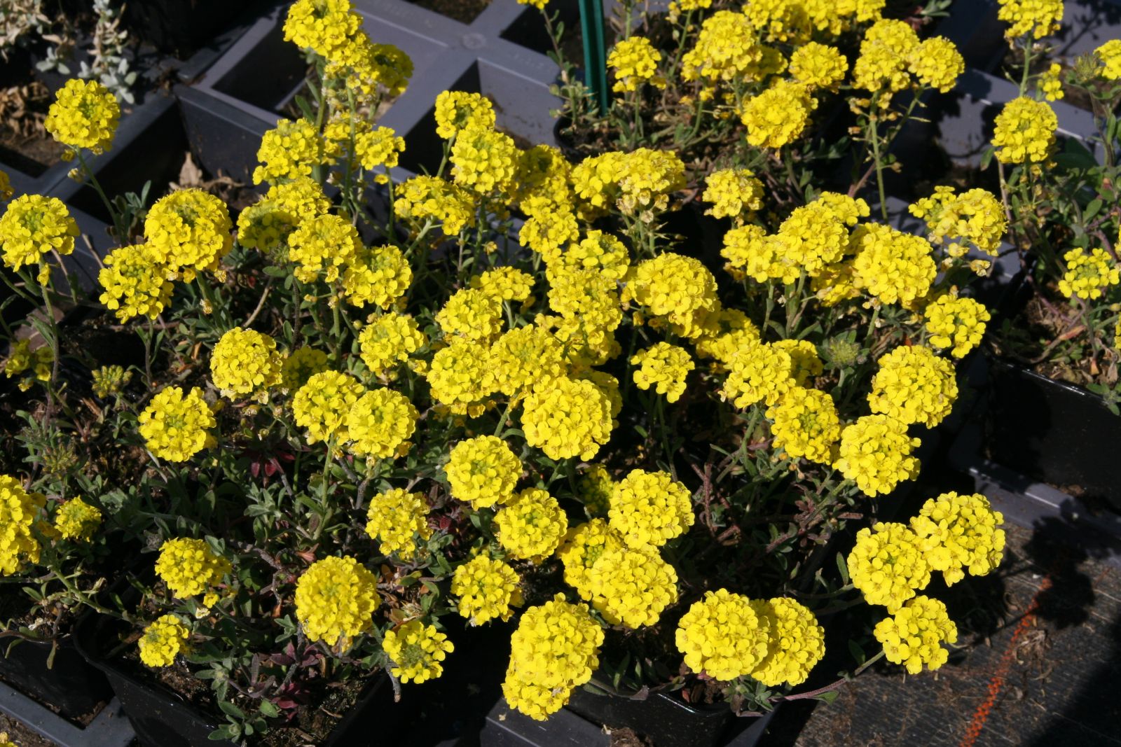 Alyssum montanum 'Luna'