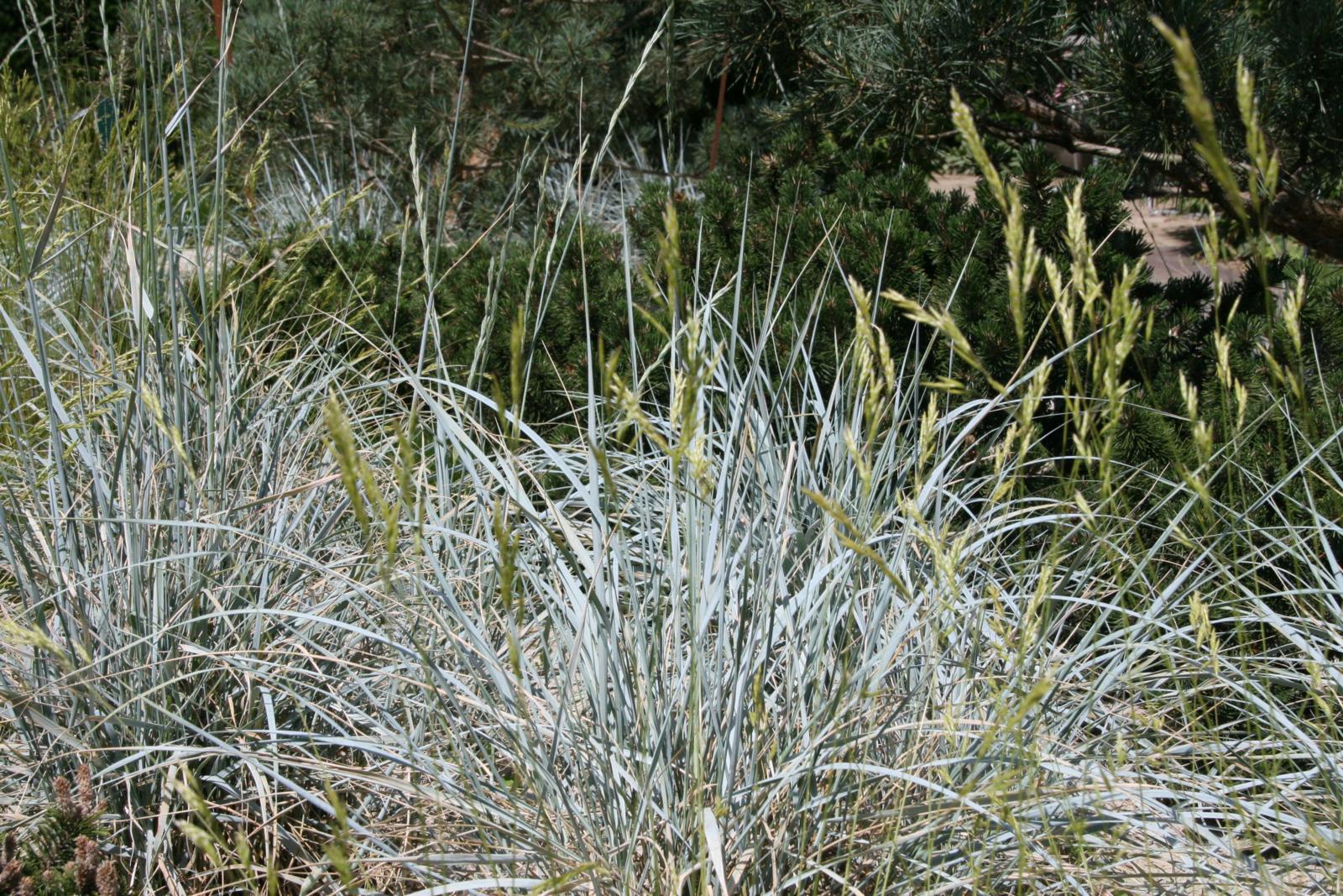 Ammophila arenaria