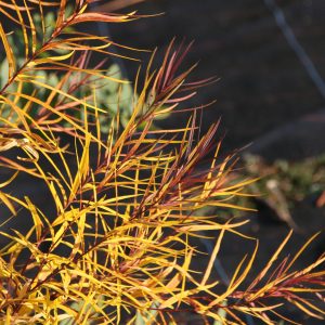 Amsonia hubrichtii