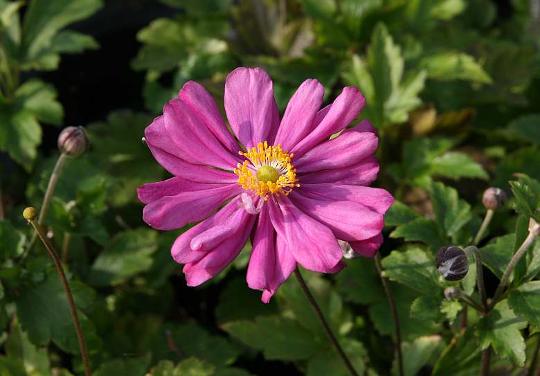 Anemone japonica 'Prinz Heinrich'