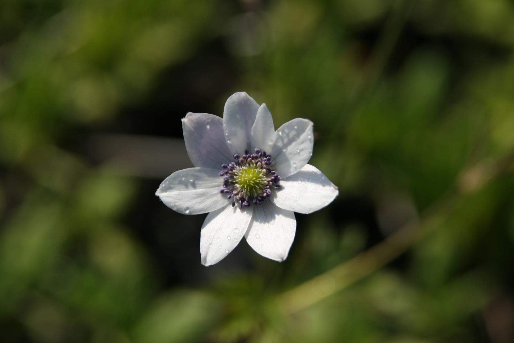 Anemone leveillei